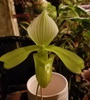 Paph. tomsum var. album